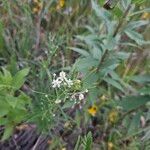 Asclepias verticillata 花