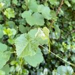 Vitis californica Blatt