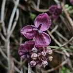 Akebia quinata 花