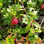 Vaccinium macrocarpon 果實