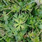 Geranium dissectum Leaf