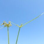 Cyperus difformis Blatt