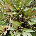 Guzmania plumieri Blad