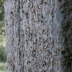 Agathis australis Bark