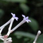 Chassalia boryana Flower