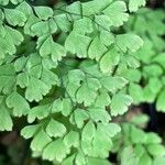 Adiantum raddianum Leaf