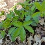 Potentilla simplex Leaf