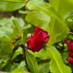 Ochna serrulata Λουλούδι