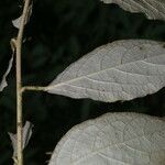 Solanum schlechtendalianum Φύλλο