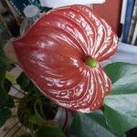 Anthurium scherzerianum Цвят