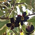 Pittosporum tenuifolium Folha