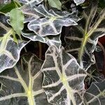 Alocasia spp. Blad