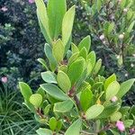 Clusia orthoneura Hoja