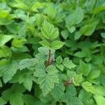 Rubus phoenicolasius Blatt