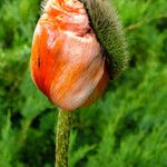 Papaver orientale Flor