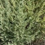 Atriplex canescens Leaf