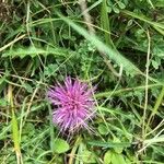 Cirsium acaule Habit