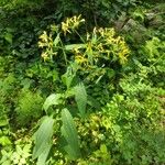 Senecio hercynicus Habit