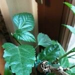 Hibiscus sabdariffa Folha