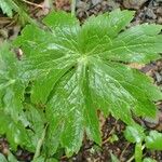 Ranunculus platanifolius Folla