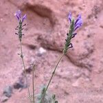 Lavandula maireiCvet