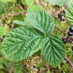 Rubus x uncinellus Feuille