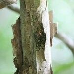 Psiloxylon mauritianum Bark