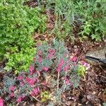 Dianthus gratianopolitanus Virág