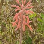 Aloe amudatensis Цветок