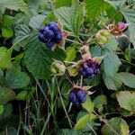 Rubus caesius Gyümölcs