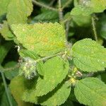 Croton hirtus Blad