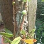 Microgramma vacciniifolia 葉