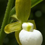 Cypripedium californicum ᱵᱟᱦᱟ