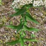 Eupatorium perfoliatum Blad