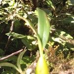 Bulbophyllum comorianum Otro