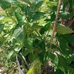 Capsicum annuumFolha