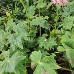 Begonia obliqua Hábito