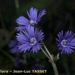 Soldanella villosa Flower