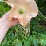 Brugmansia versicolor Žiedas