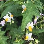 Solanum carolinense 葉