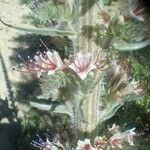 Echium boissieri Flower