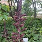 Veratrum nigrum Flower