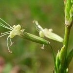 Silene tatarica Blomma