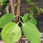 Cinnamomum verum 葉