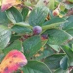 Cotoneaster integerrimus Fruit