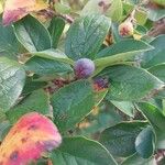 Cotoneaster acutifolius Fruit