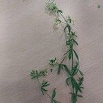 Galium album Hàbitat