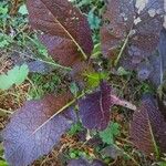 Brassica juncea Blatt