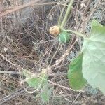 Diplocyclos palmatus Fruit