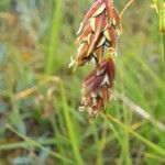 Carex magellanica 花